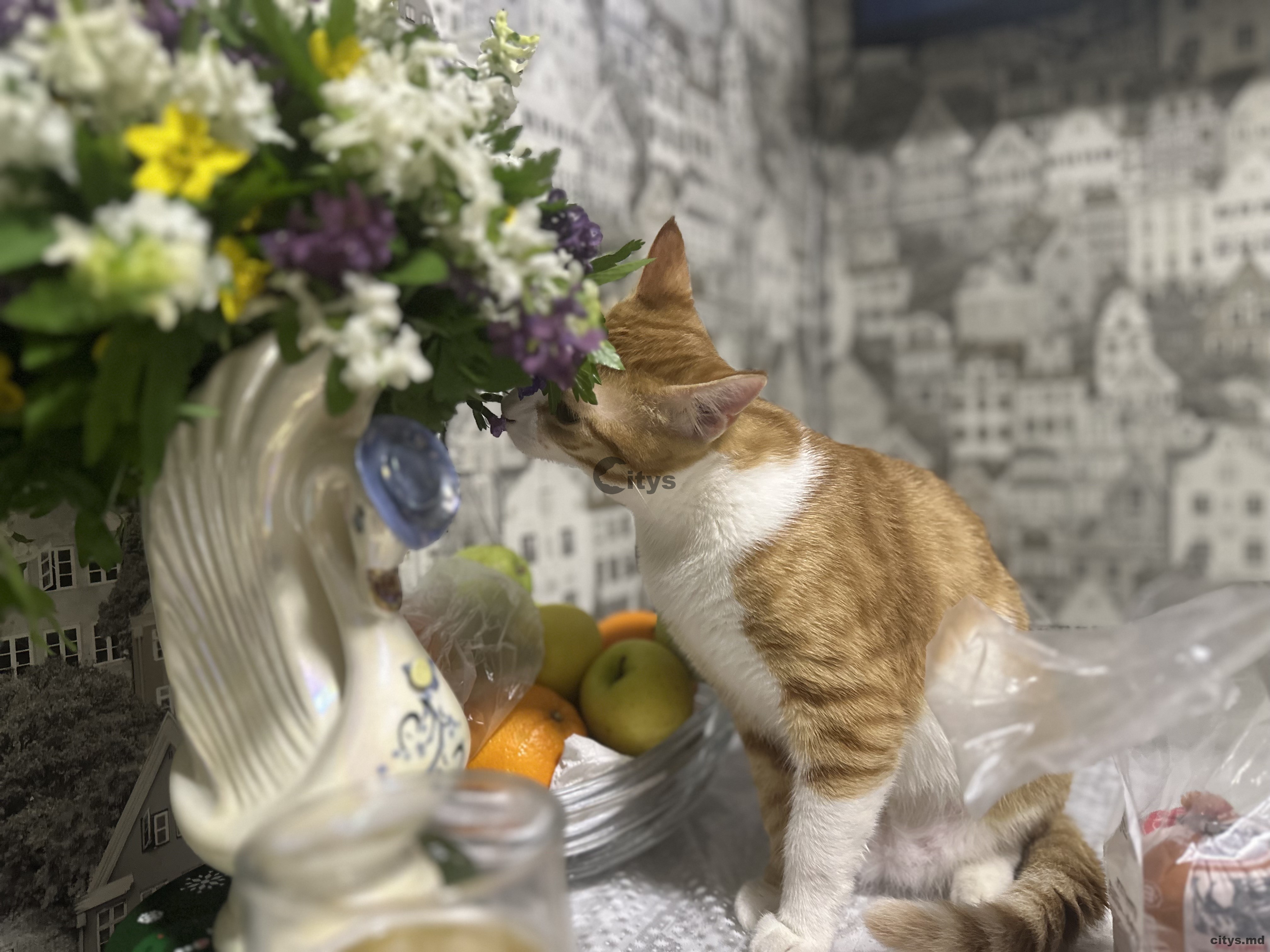 Vilă cu 2 nivele, 60m², Amej photo 13 - citys.md Vilă cu 2 nivele, 60m², Amej photo 12